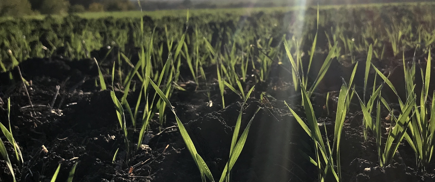 growing crops